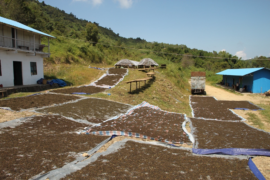 The tea leaves are spread on plastic tarps to dry under the sun.