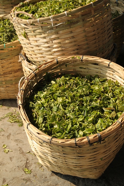 It all starts with freshly picked tea leaves.