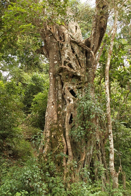 A large tea tree on the way near the water stream